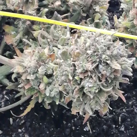 Doctor Choice  growlog photo: 15 мин на мороз - 5