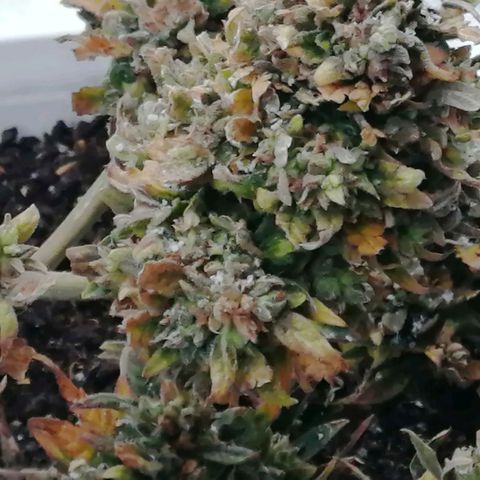 Doctor Choice  growlog timeline photo