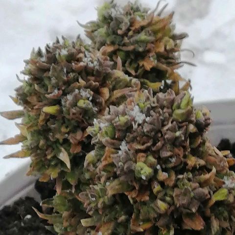 Doctor Choice  growlog photo: 15 мин на мороз - 5