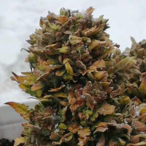 Doctor Choice  growlog photo: 15 мин на мороз - 5