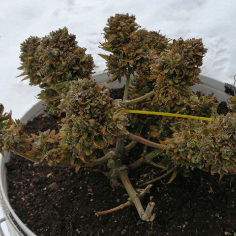 Doctor Choice  growlog photo: 15 мин на мороз - 5