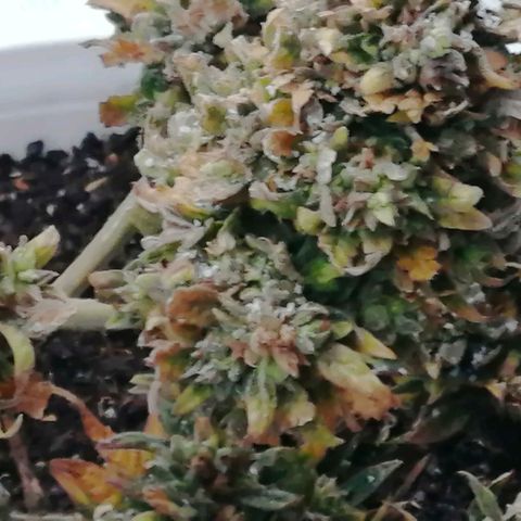 Doctor Choice  growlog timeline photo
