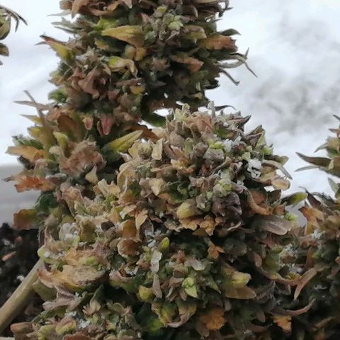Doctor Choice  growlog timeline photo