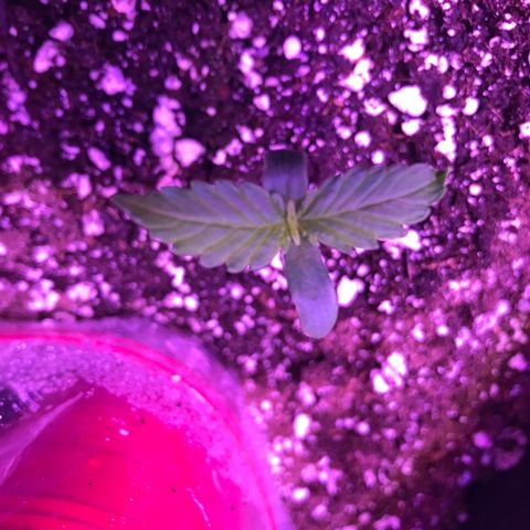 Auto Lemon Skunk growlog timeline photo