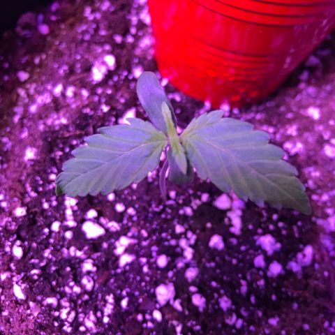 Auto Lemon Skunk growlog timeline photo