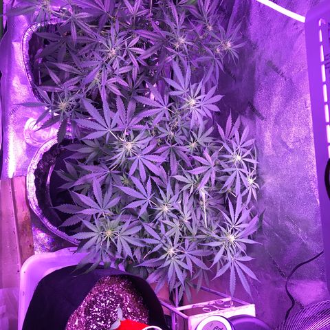 Auto Lemon Skunk growlog photo: Loving my grow tent ladies!