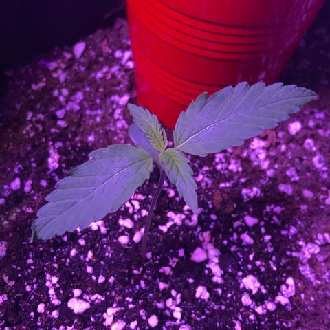 Auto Lemon Skunk growlog photo: Looking good!