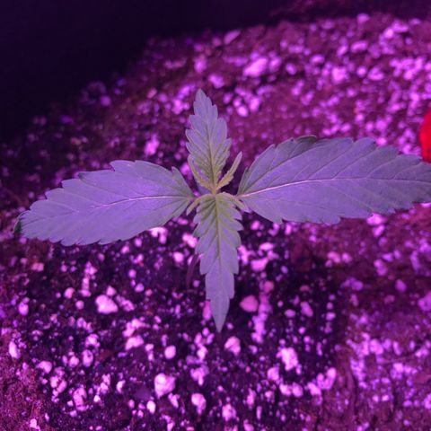 Auto Lemon Skunk growlog timeline photo