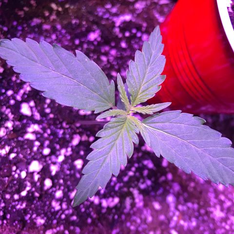 Auto Lemon Skunk growlog timeline photo