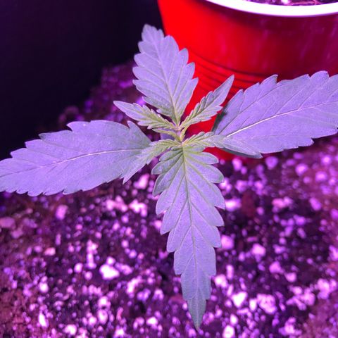 Auto Lemon Skunk growlog timeline photo