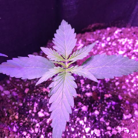 Auto Lemon Skunk growlog timeline photo