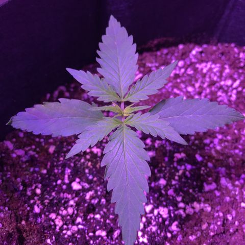 Auto Lemon Skunk growlog timeline photo