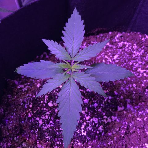 Auto Lemon Skunk growlog timeline photo