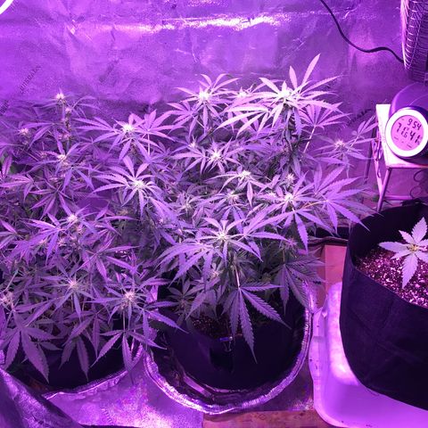 Auto Lemon Skunk growlog photo: Little trim for more light and air flow