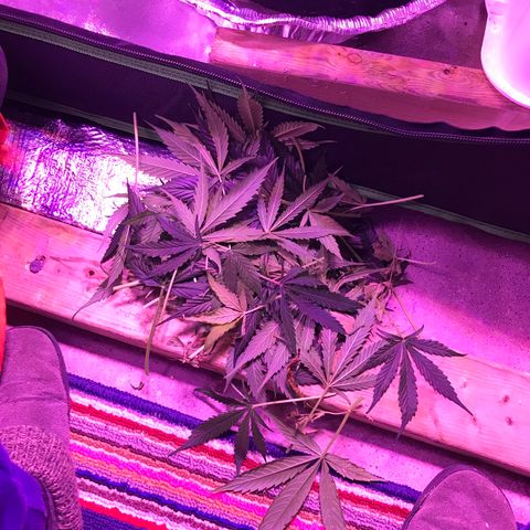 Auto Lemon Skunk growlog photo: Little trim for more light and air flow