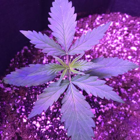 Auto Lemon Skunk growlog timeline photo