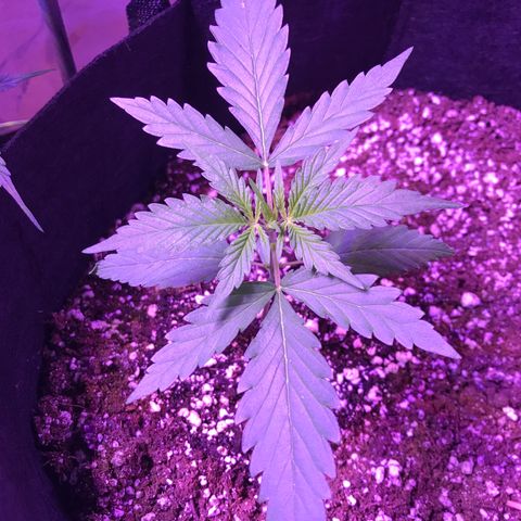 Auto Lemon Skunk growlog timeline photo