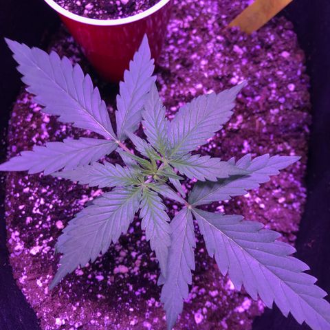 Auto Lemon Skunk growlog timeline photo