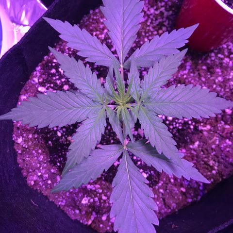 Auto Lemon Skunk growlog timeline photo
