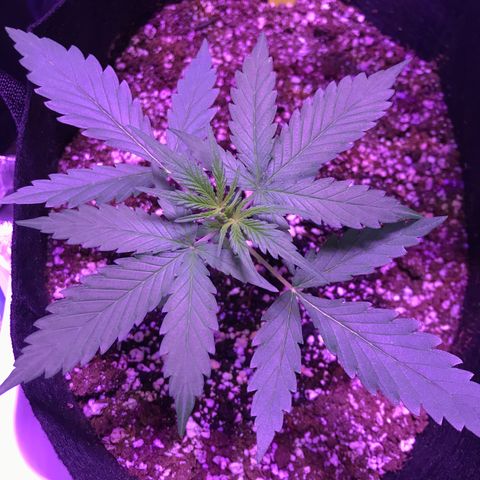 Auto Lemon Skunk growlog timeline photo