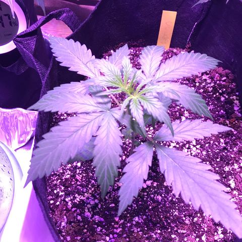 Auto Lemon Skunk growlog timeline photo