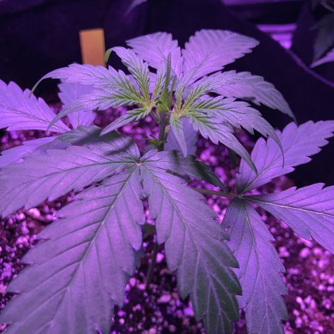 Auto Lemon Skunk growlog timeline photo