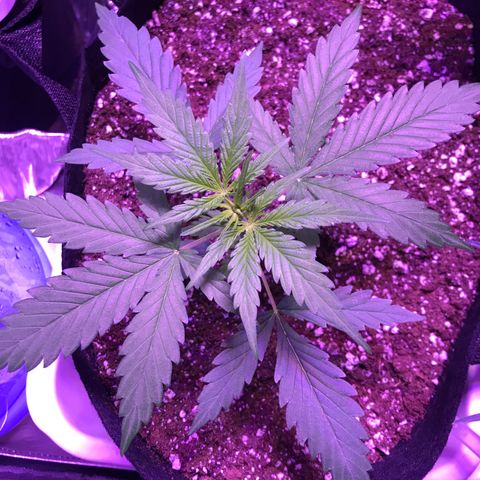 Auto Lemon Skunk growlog timeline photo