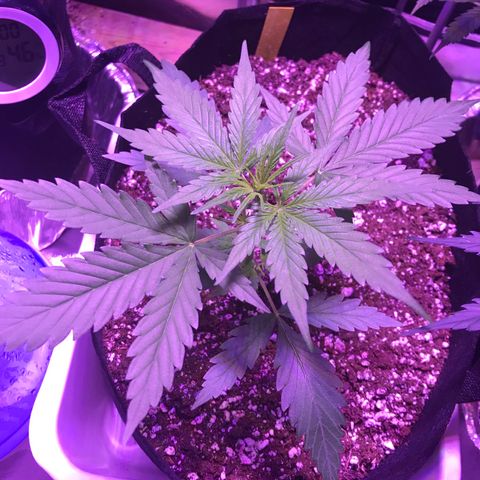Auto Lemon Skunk growlog timeline photo