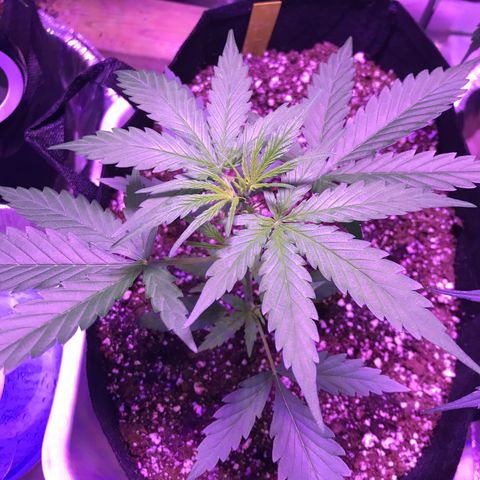 Auto Lemon Skunk growlog timeline photo
