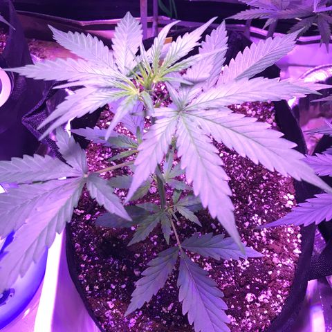 Auto Lemon Skunk growlog timeline photo