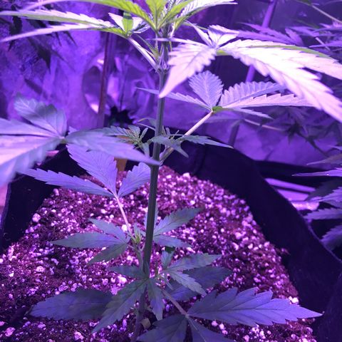 Auto Lemon Skunk growlog timeline photo