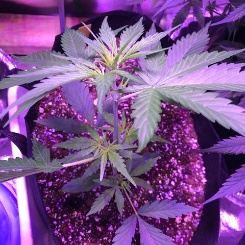 Auto Lemon Skunk growlog timeline photo