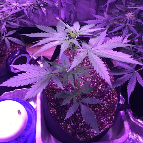Auto Lemon Skunk growlog timeline photo