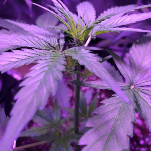 Auto Lemon Skunk growlog timeline photo