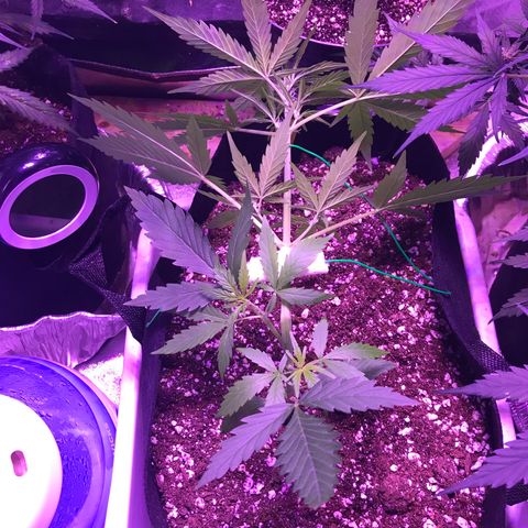 Auto Lemon Skunk growlog timeline photo