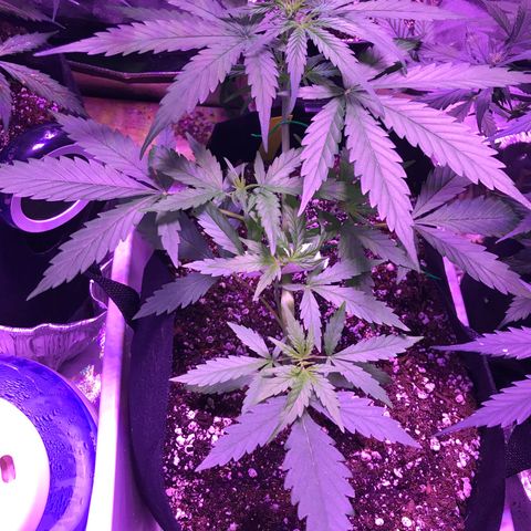Auto Lemon Skunk growlog timeline photo
