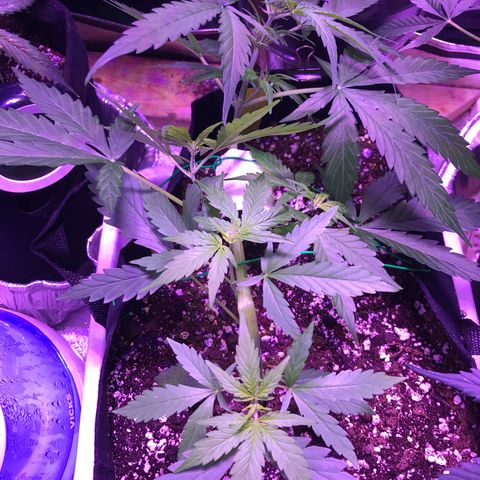 Auto Lemon Skunk growlog timeline photo