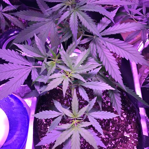 Auto Lemon Skunk growlog timeline photo