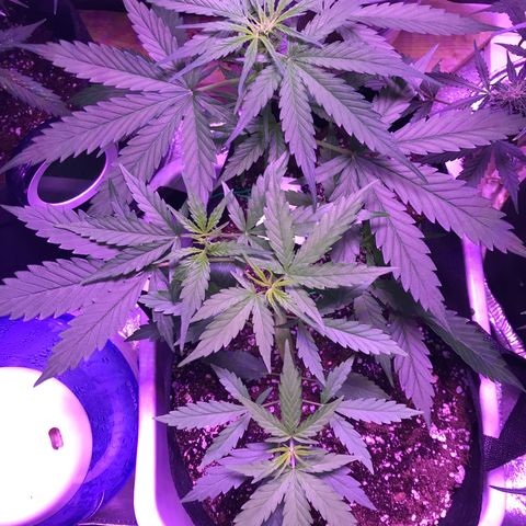 Auto Lemon Skunk growlog timeline photo