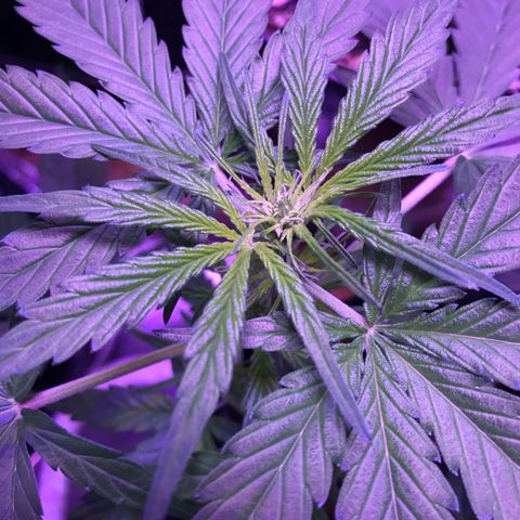 Auto Lemon Skunk growlog timeline photo
