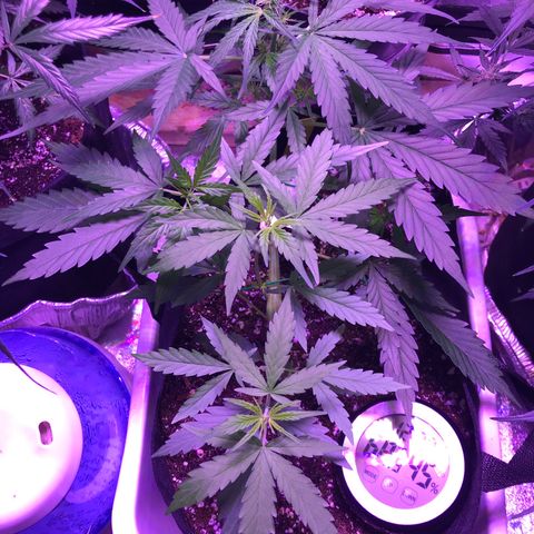 Auto Lemon Skunk growlog timeline photo