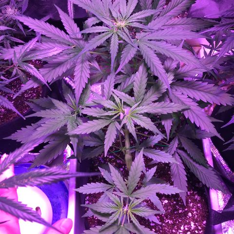 Auto Lemon Skunk growlog timeline photo