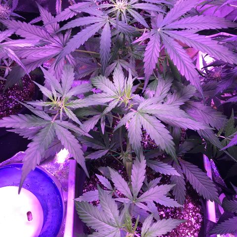 Auto Lemon Skunk growlog timeline photo