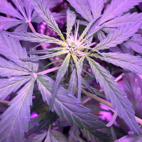 Auto Lemon Skunk growlog timeline photo