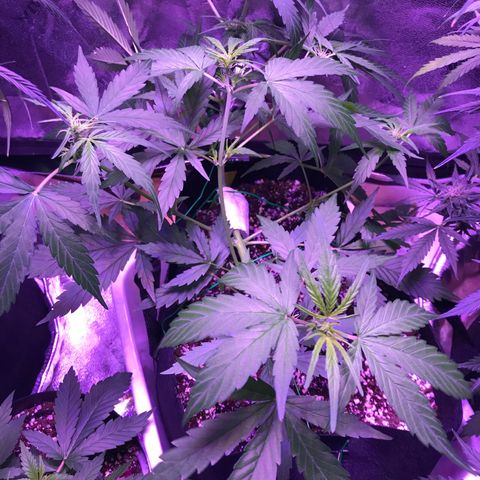 Auto Lemon Skunk growlog timeline photo