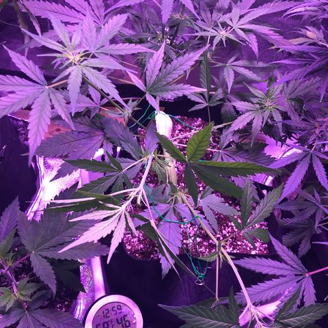 Auto Lemon Skunk growlog timeline photo
