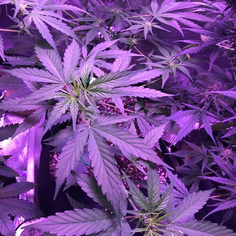 Auto Lemon Skunk growlog timeline photo