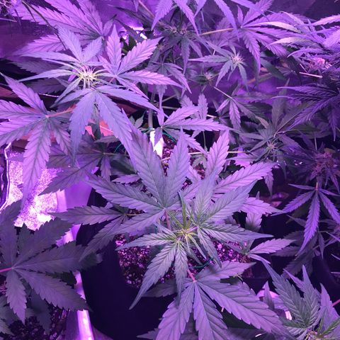 Auto Lemon Skunk growlog timeline photo