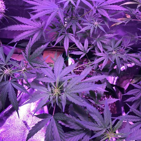Auto Lemon Skunk growlog timeline photo