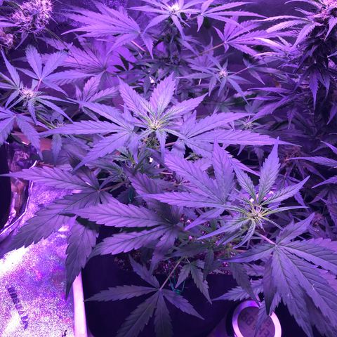 Auto Lemon Skunk growlog timeline photo